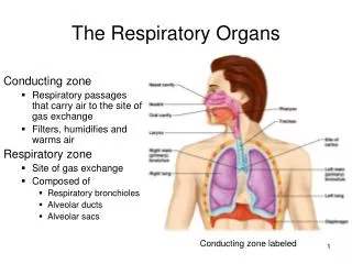 the respiratory organs
