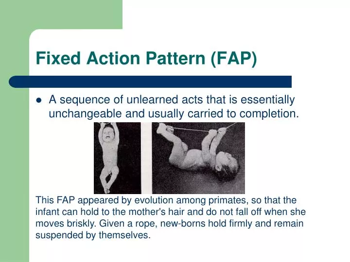 fixed action pattern fap