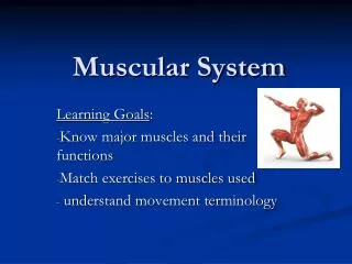 Muscular System