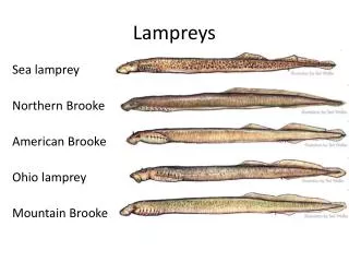 Lampreys