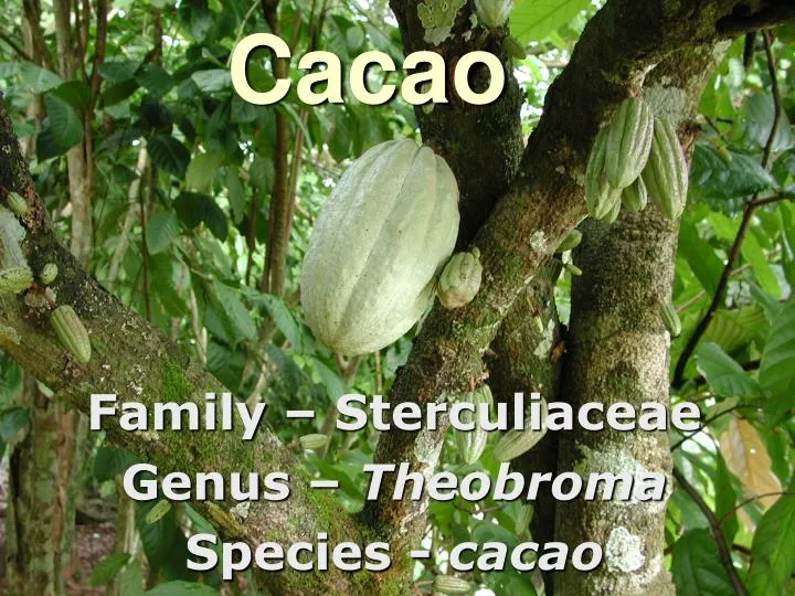 cacao