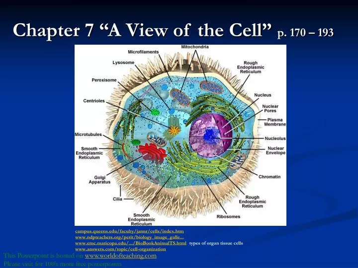 chapter 7 a view of the cell p 170 193