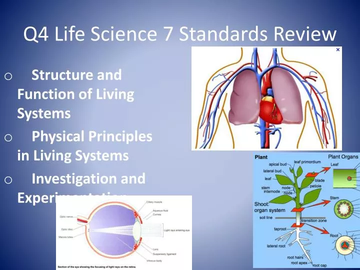 q4 life science 7 standards review