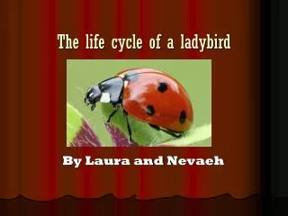 The life cycle of a ladybird