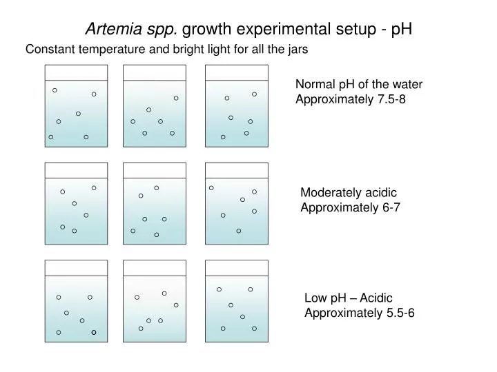 artemia spp growth experimental setup ph