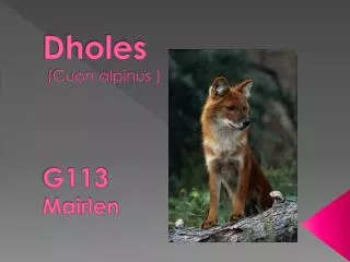 Dholes ( Cuon alpinus ) G113 Mairlen