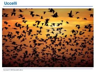 uccelli