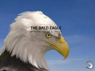 The bald eagle