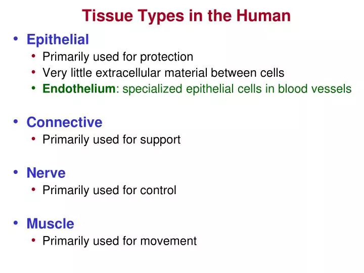 tissue types in the human