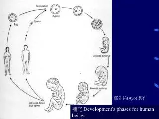 ?? Development's phases for human beings.