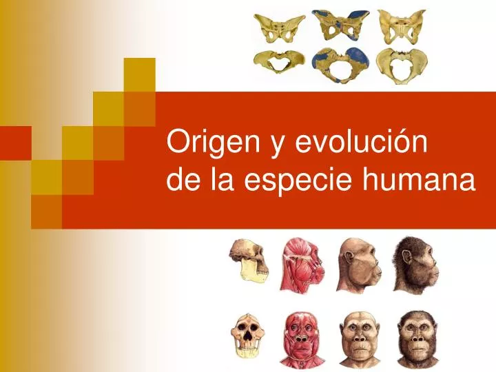 origen y evoluci n de la especie humana