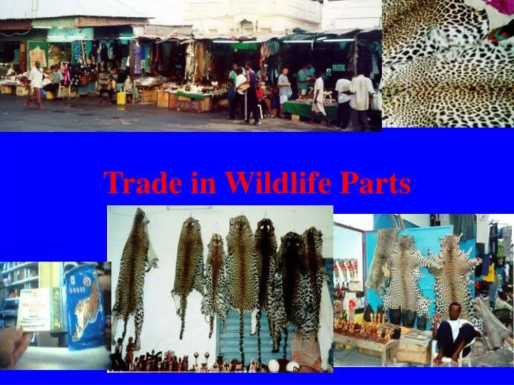 trade in wildlife parts