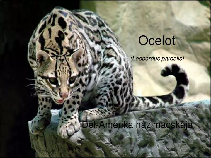 ocelot leopardus pardalis