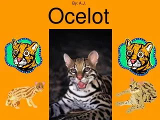 Ocelot