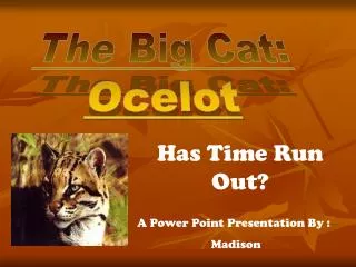 The Big Cat: Ocelot