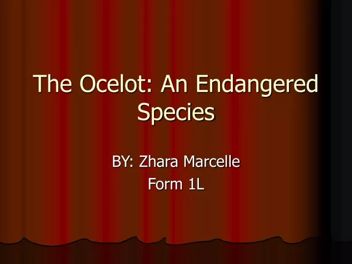 the ocelot an endangered species