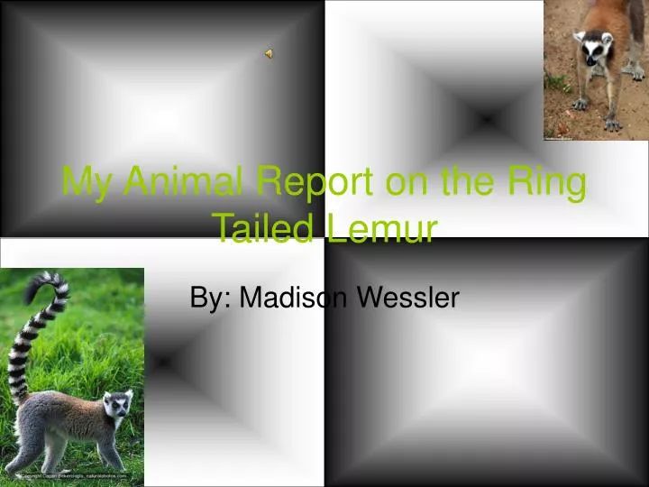 my animal report on the ring tailed lemur