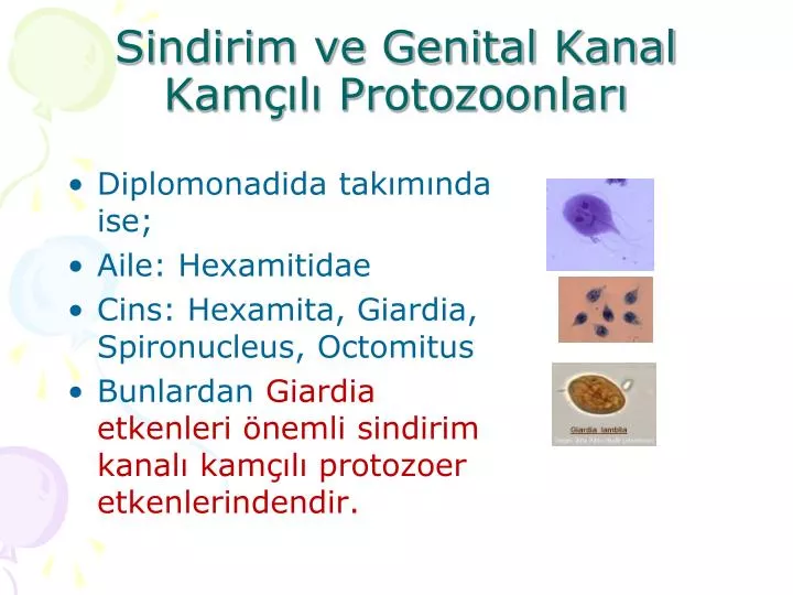 sindirim ve genital kanal kam l protozoonlar