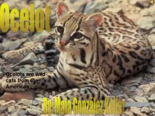 Ocelots are wild cats from the Americas .