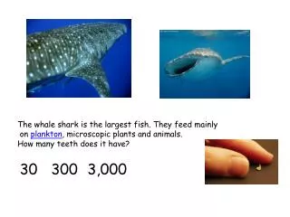 The whale shark is the largest fish. They feed mainly