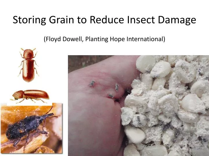 storing grain to reduce insect damage floyd dowell planting hope international
