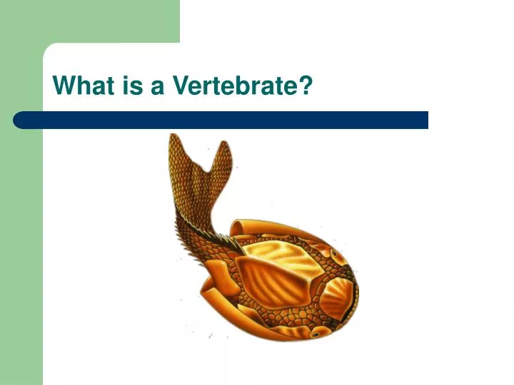 what is a vertebrate