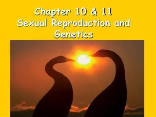 Chapter 10 &amp; 11 Sexual Reproduction and Genetics