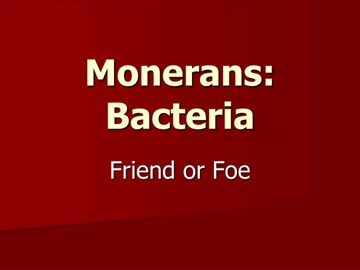 monerans bacteria