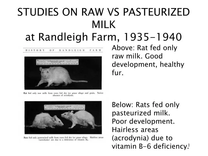 studies on raw vs pasteurized milk at randleigh farm 1935 1940