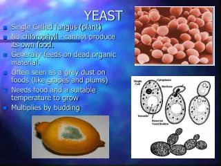 YEAST