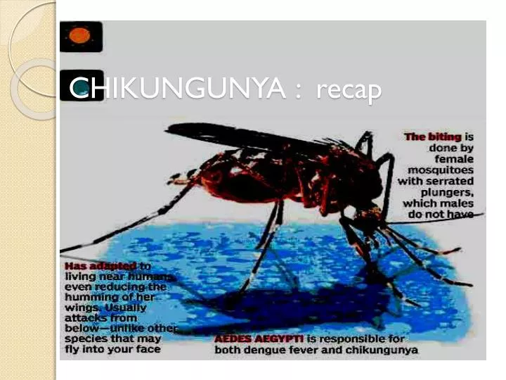 chikungunya recap