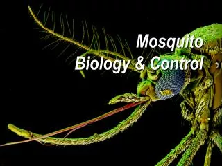 Mosquito Biology &amp; Control