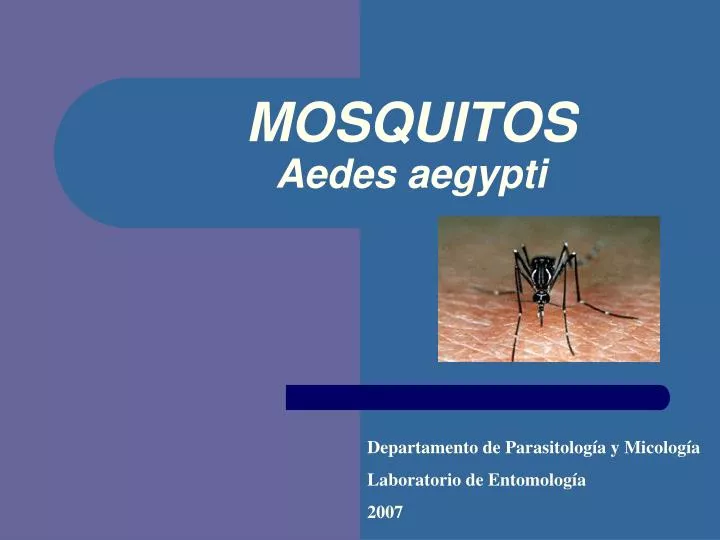 mosquitos aedes aegypti
