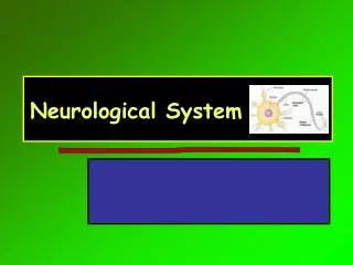 Neurological System