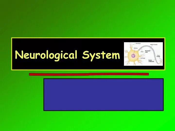 neurological system