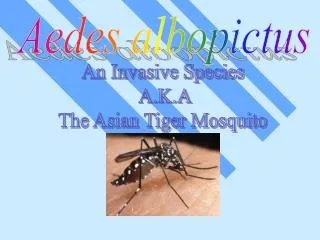 Aedes albopictus