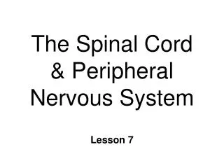 The Spinal Cord &amp; Peripheral Nervous System