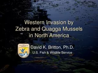Western Invasion by Zebra and Quagga Mussels in North America