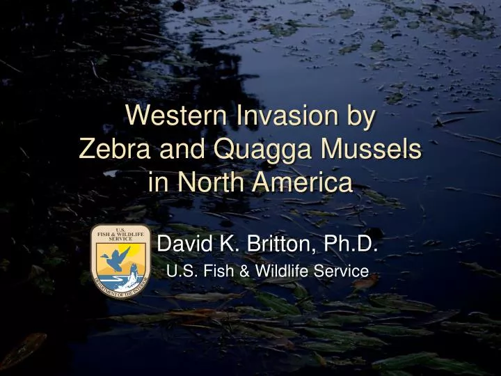 western invasion by zebra and quagga mussels in north america