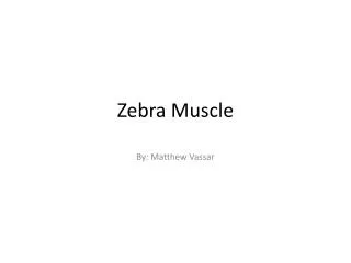 Zebra Muscle