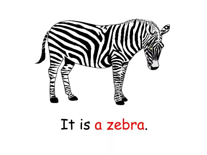 it is a zebra