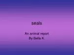 seals - slide 1