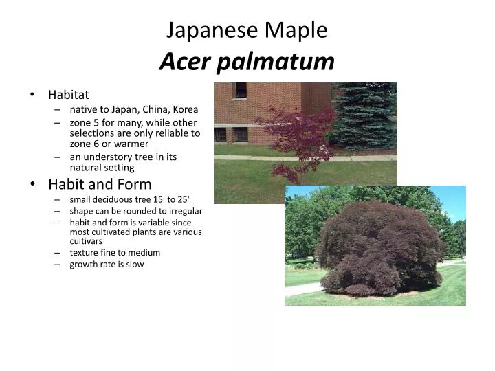 japanese maple acer palmatum