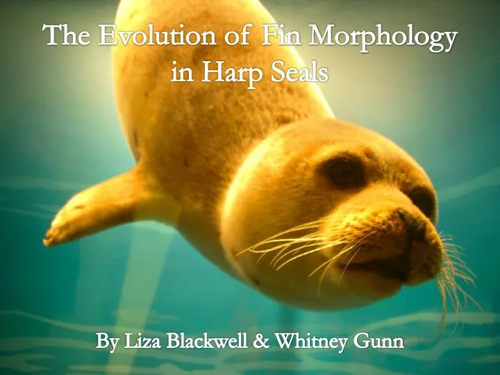 the evolution of fin morphology in harp seals