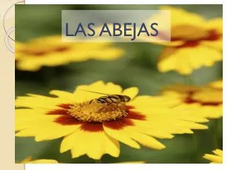 las abejas