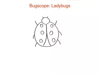 Bugscope: Ladybugs
