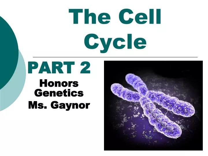 the cell cycle