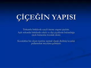 e n yapisi