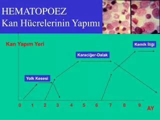 hematopoez kan h crelerinin yap m