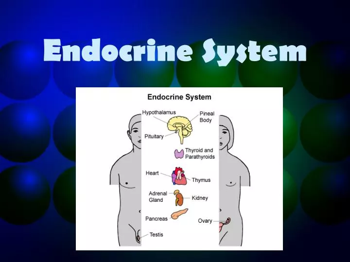 endocrine system